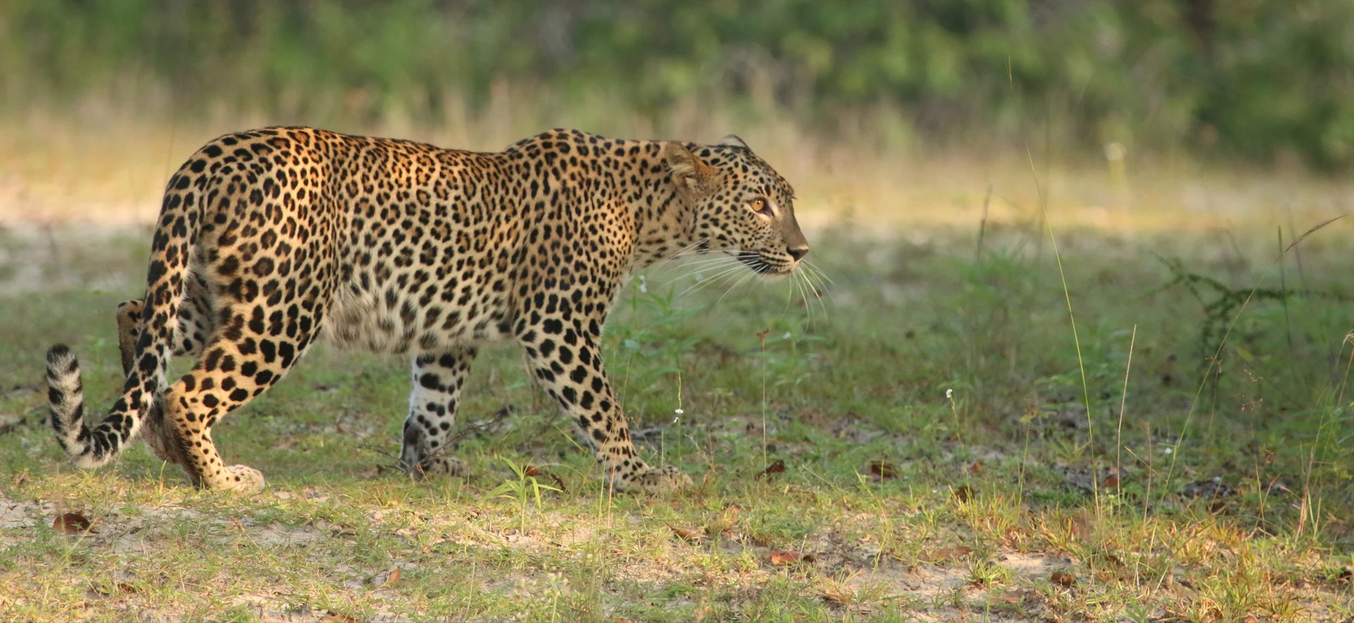 Leopard in Sri Lanka