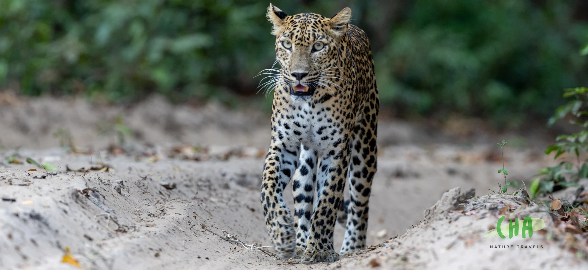 Follow the wildlife, beyond the obvious