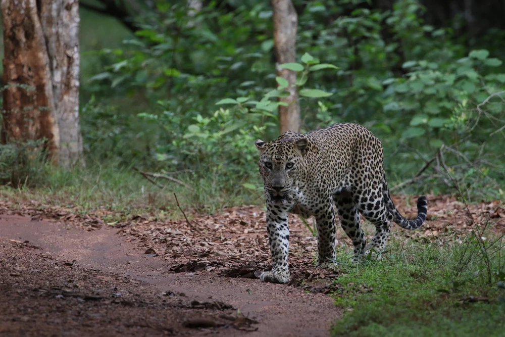 Wilpattu Leopards, Sloth Bears & Kala Wewa Elephants photograph