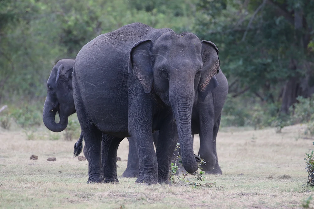 Sri Lanka Wildlife Explorer: Forests, Highlands & Whales photograph