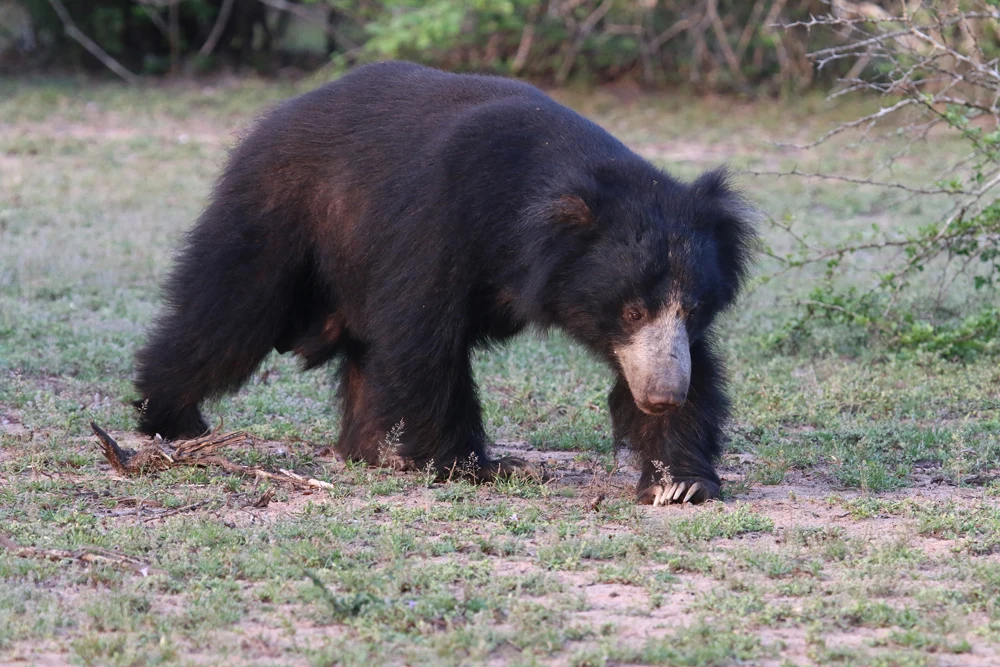 Wildlife from our Sri Lanka collection