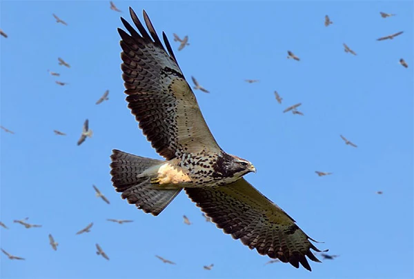 Thailand Raptor Migration & Southern Forests photograph