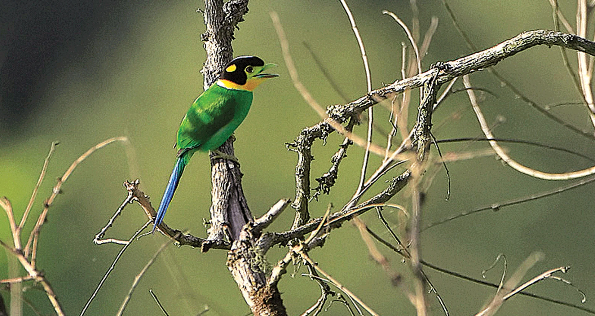 Northeast India: Eaglenest, Dirang & Tawang Birding photograph