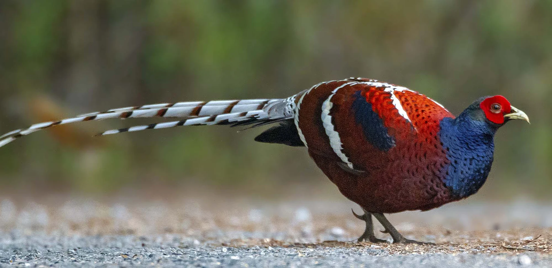 Northern Thailand Mountain Birding photograph