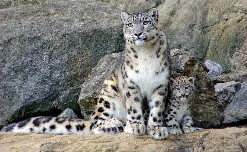 Snow leopard