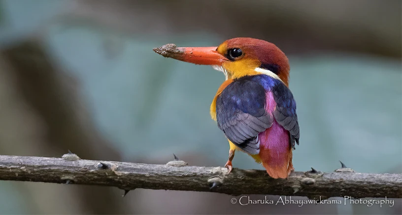 Sri Lanka Endemic Birding & Wildlife photograph