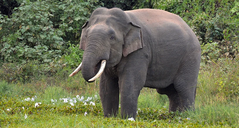 Asian elephant