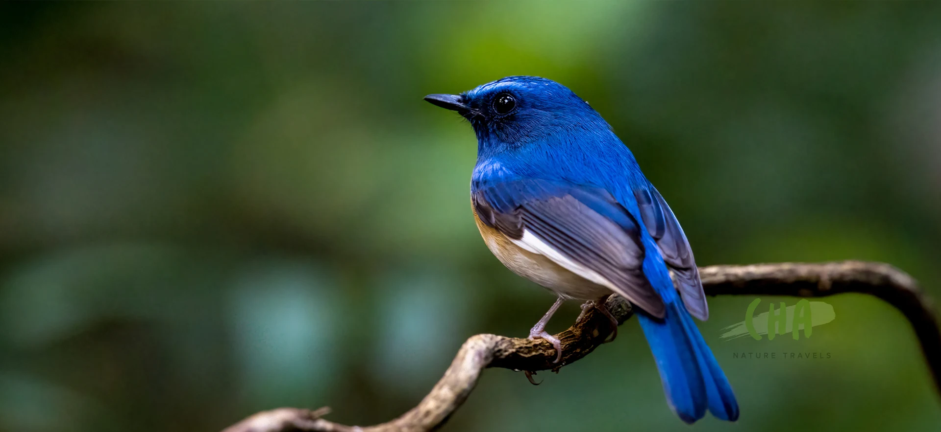 Forest bird from our photographic collection