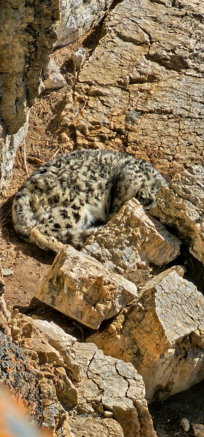 Wildlife and landscapes from Mongolia
