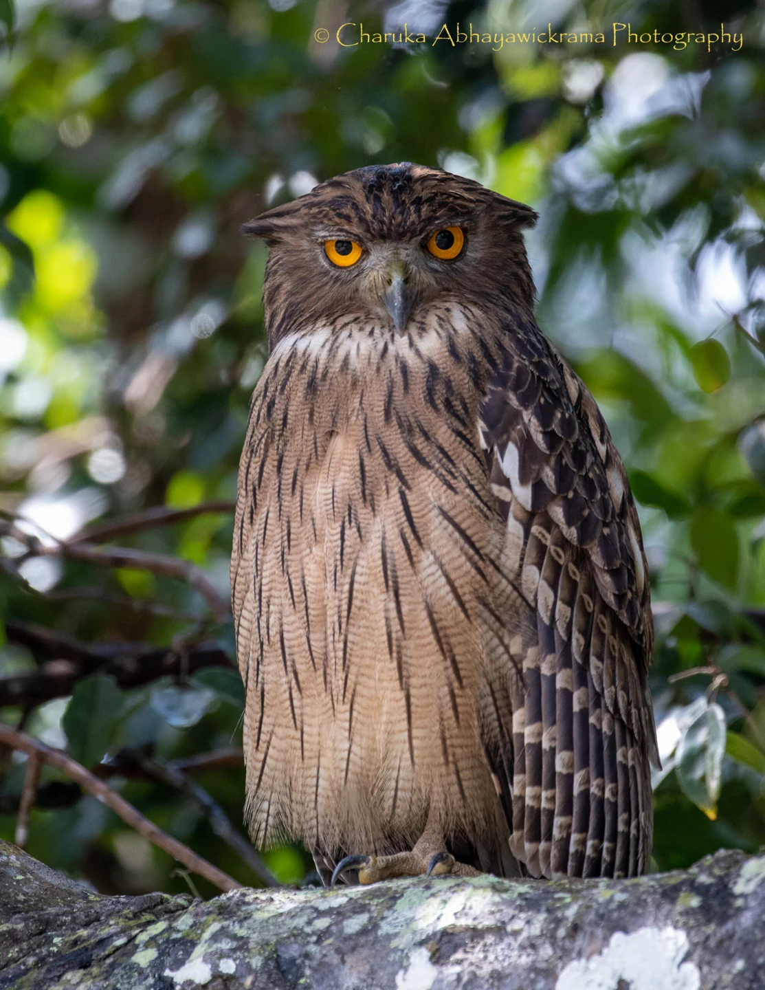 Wildlife and landscapes from Sri Lanka