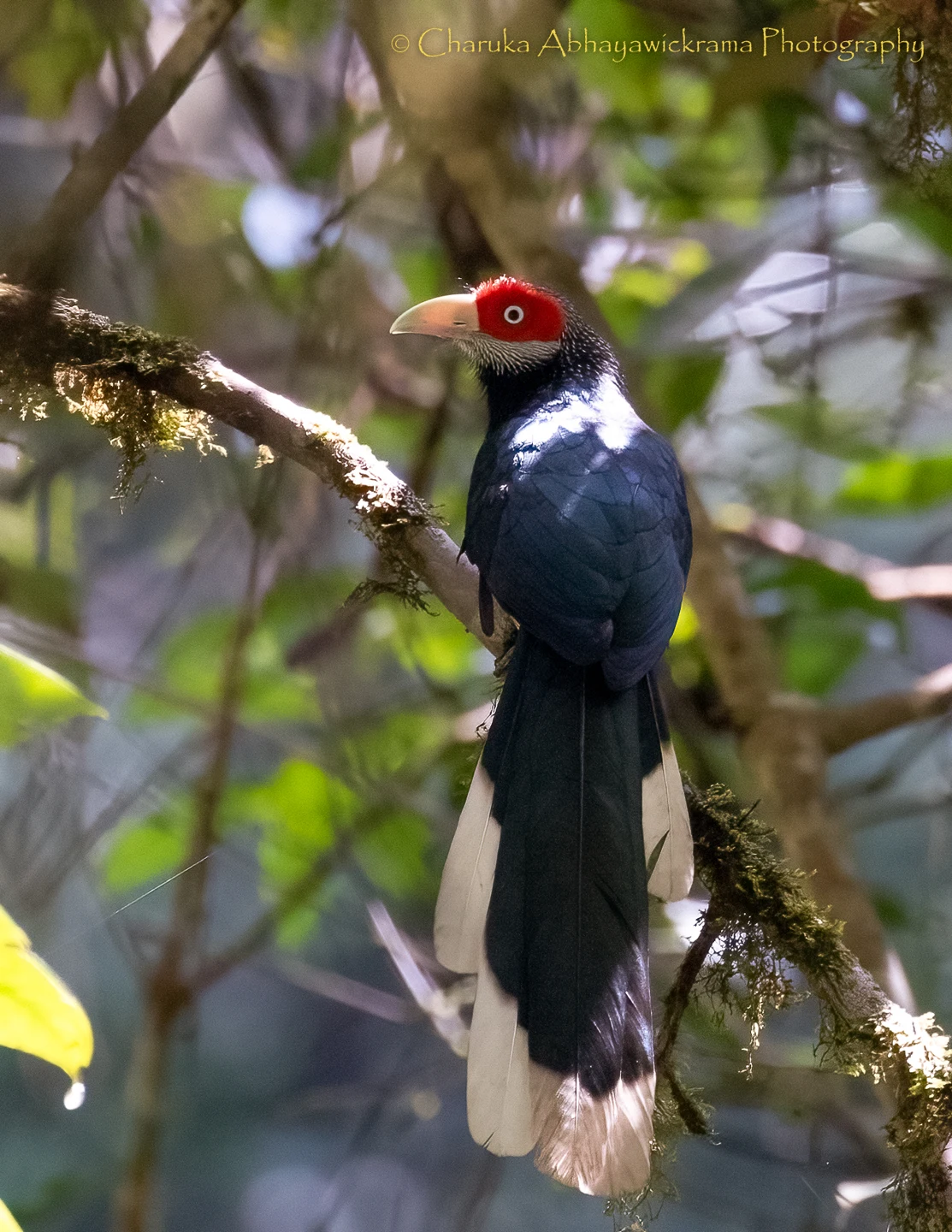 Wildlife and landscapes from Sri Lanka