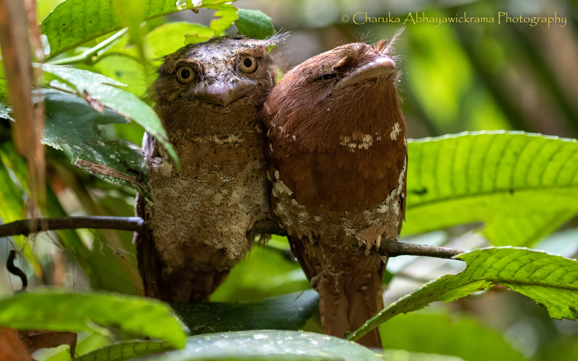 Wildlife and landscapes from Sri Lanka