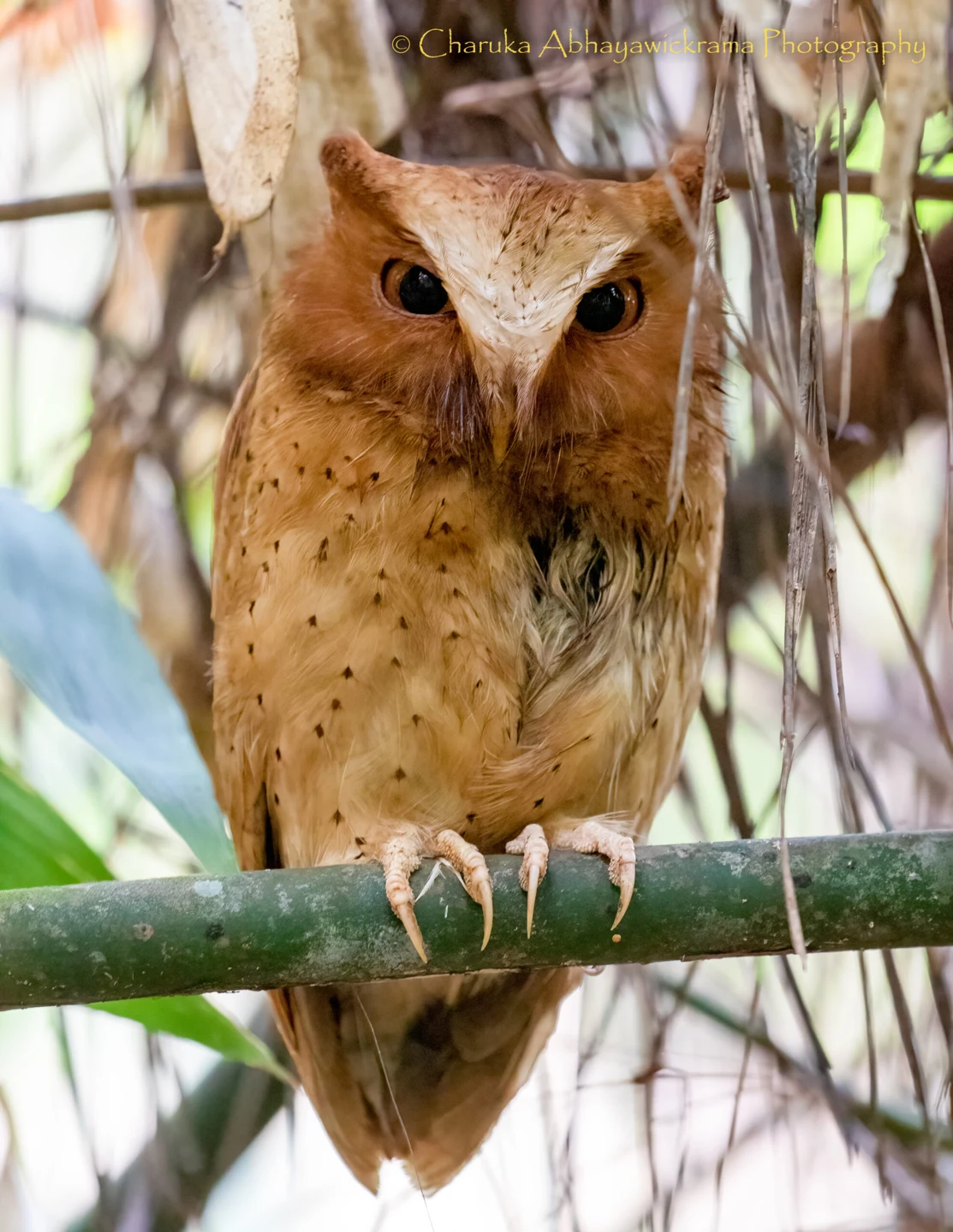 Wildlife and landscapes from Sri Lanka