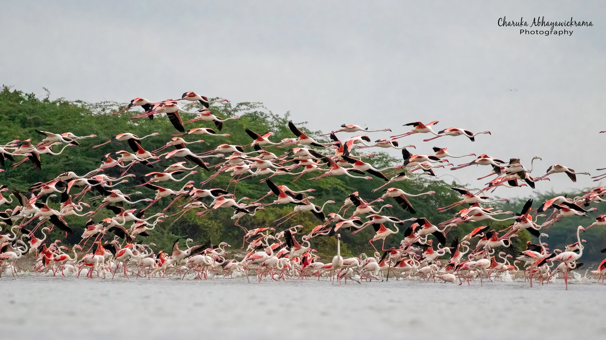 Flock of flamingos flying over a wetland