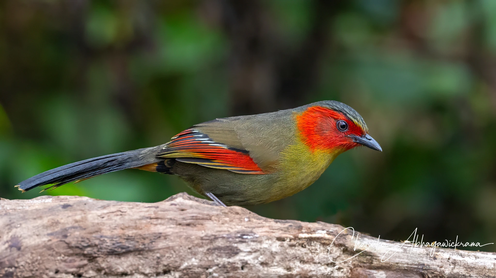 Colourful forest bird photographed in Thailand